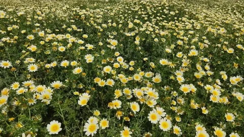 Daisy flowers moving in the wind. Stock Footage 173782386