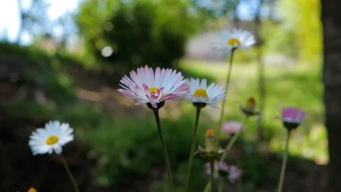 Daisy flowers in nature Stock Footage 119382435