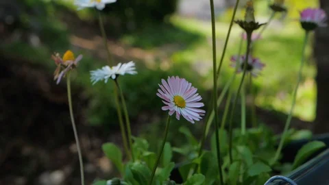 Daisy flowers in nature Stock Footage 119382585