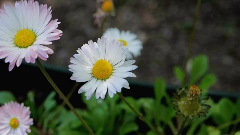 Daisy flowers in nature Stock Footage 119382861