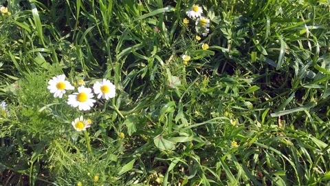Daisy flowers in nature Stock Footage 127977237