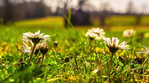 Daisy flowers open and bloom as the sun rises - timelapse Stock Footage 308756245