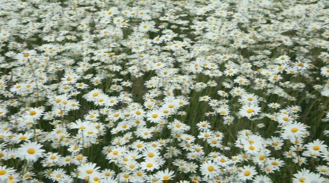 Daisy flowers pan left P HD 8448 Stock Footage 825932