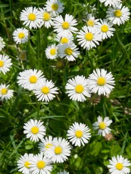 Daisy flowers Stock Photos
