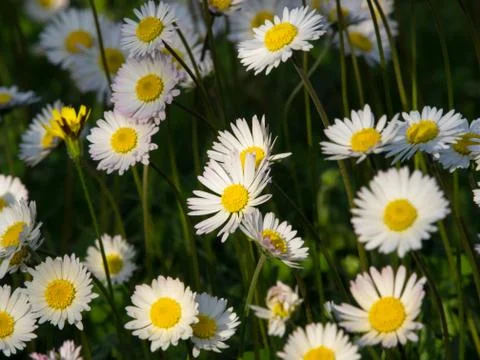 Daisy flowers Foto stock