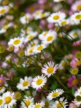 Daisy flowers Stock-Fotos