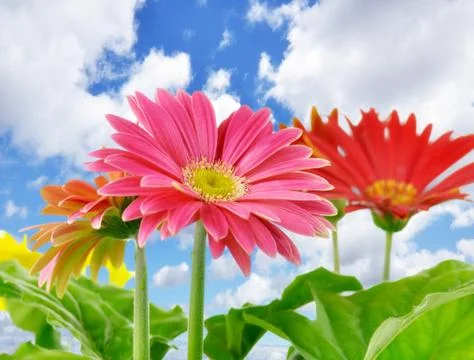 Daisy flowers Stock Photos