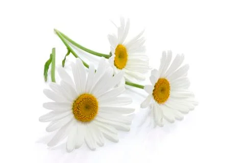 Daisy Flowers Stock Photos