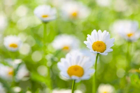 Daisy flowers Stock Photos