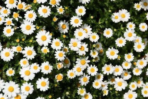 Daisy flowers Stock-Fotos