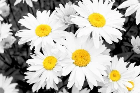 Daisy Flowers 写真素材