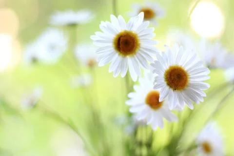 Daisy flowers Stock Photos