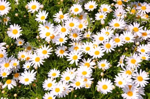 Daisy flowers Stock Photos