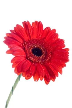 Daisy flowers Foto stock