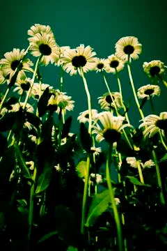 Daisy flowers Stock Photos