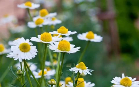Daisy flowers. Fotos Stock