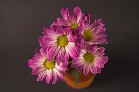 Daisy flowers Stock Photos
