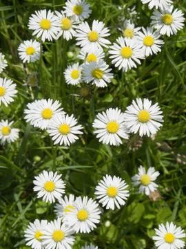 Daisy flowers Stock Photos