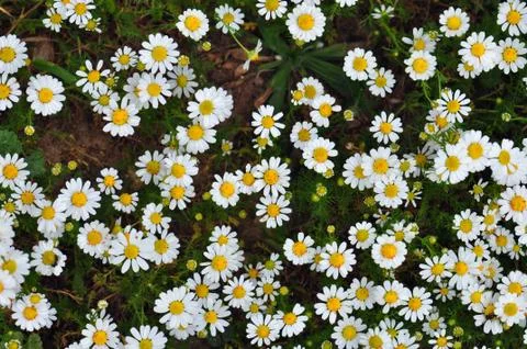 Daisy flowers Stock-Fotos