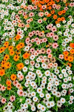 Daisy flowers Stock Photos