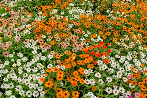 Daisy flowers Stock Photos