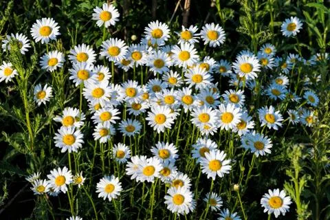Daisy flowers Stock Photos