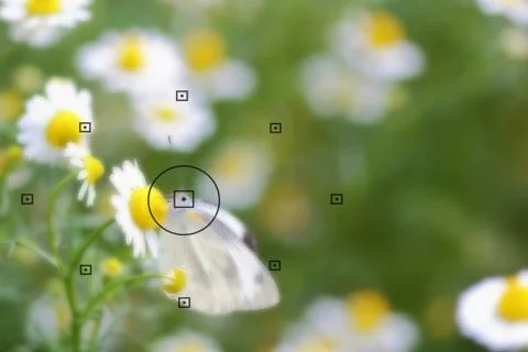 Daisy flowers Stock Photos