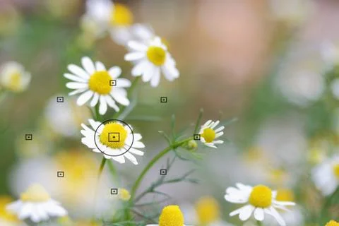 Daisy flowers Stock Photos