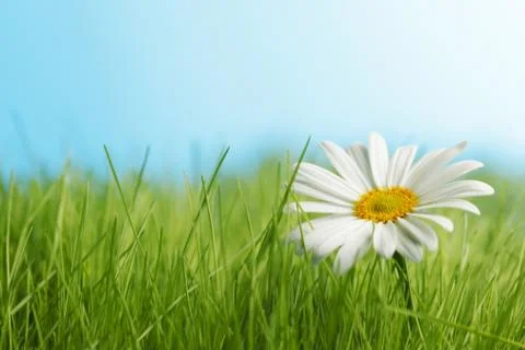 Daisy flowers Stock Photos