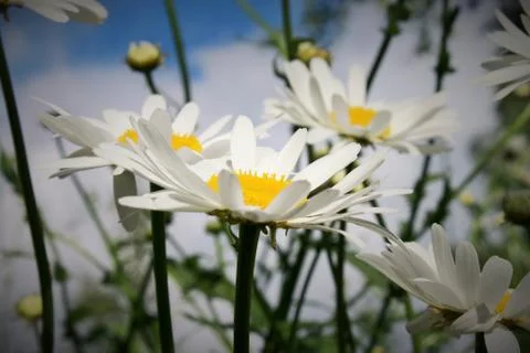 Daisy flowers. Stock Photos