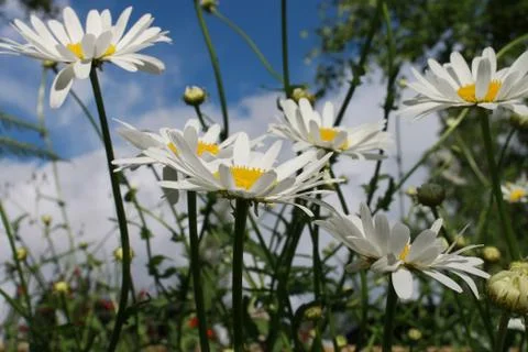 Daisy flowers. Stock Photos