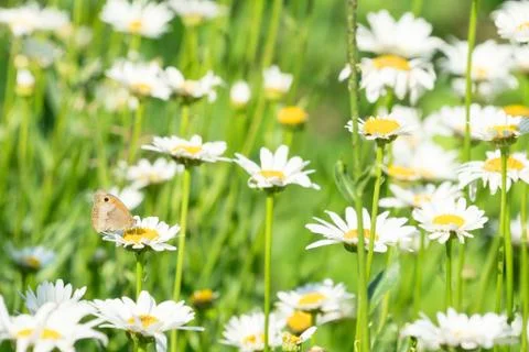 Daisy flowers Stock Photos