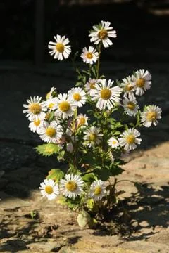 Daisy flowers Stock-Fotos