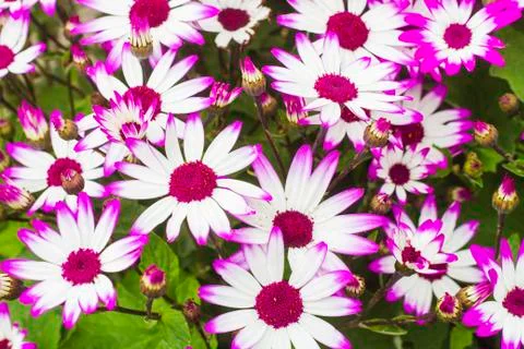 Daisy Flowers Foto stock