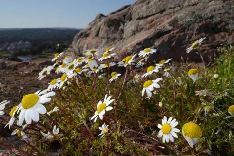 Daisy flowers Stock Photos