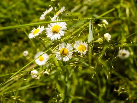 Daisy flowers Stock Photos