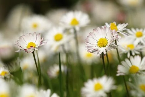 Daisy flowers Foto stock