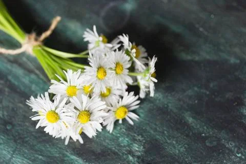 Daisy flowers Stock Photos