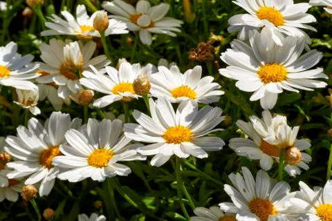 Daisy flowers Stock Photos