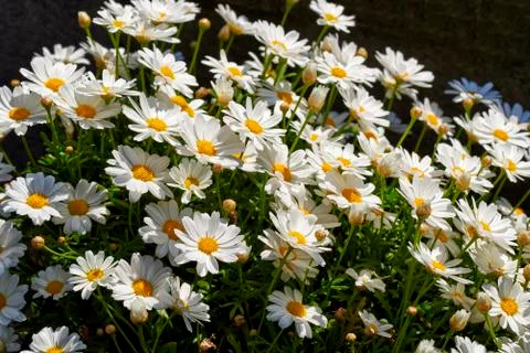 Daisy flowers Stock Photos