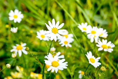 Daisy flowers Stock Photos