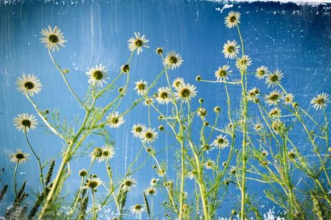 Daisy flowers. Stock Photos