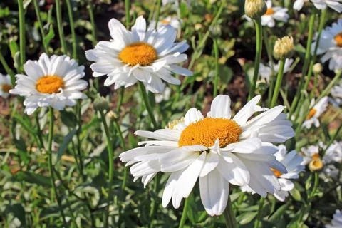 Daisy flowers Stock Photos