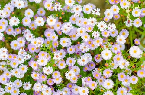 Daisy flowers Stock Photos