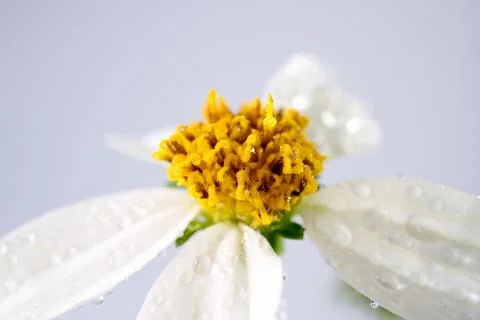 Daisy flowers Stock Photos