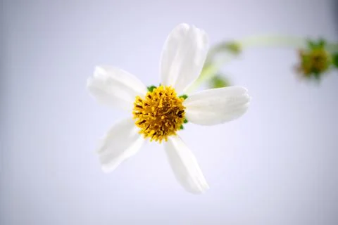 Daisy flowers Stockfoto's
