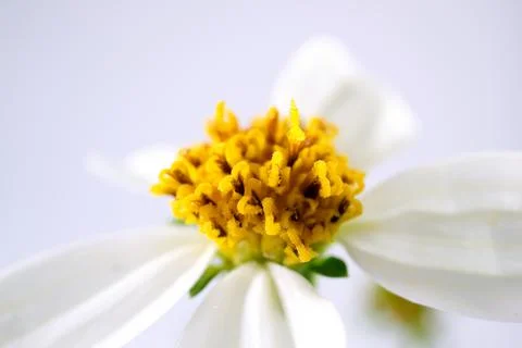 Daisy flowers Stock-Fotos