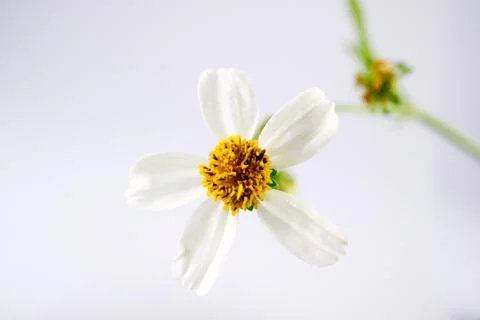 Daisy flowers Stockfoto's