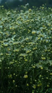 Daisy Flowers Stock Photos