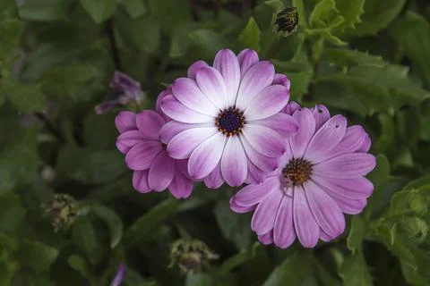 Daisy flowers Stock Photos